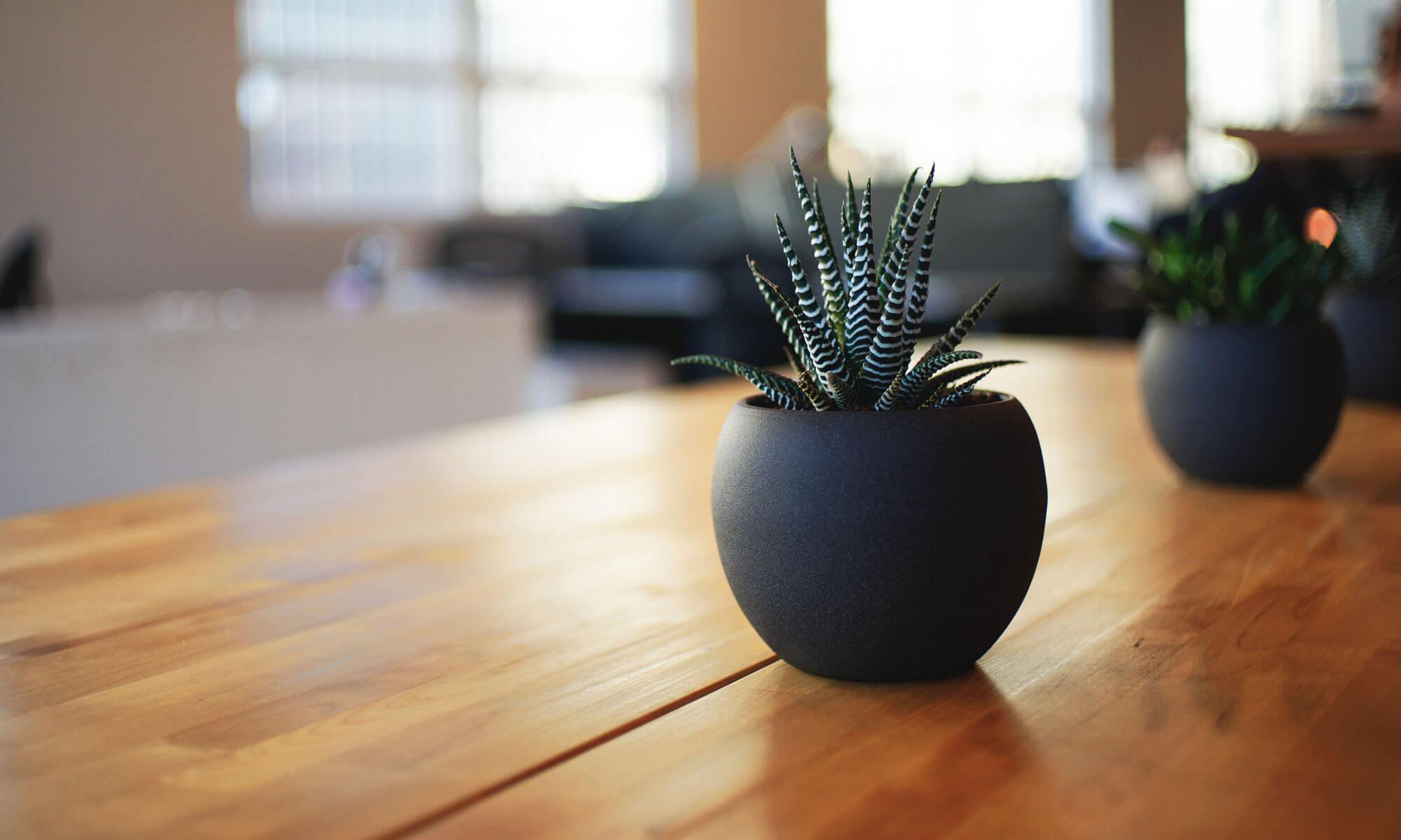 JRB Office Desk Plant